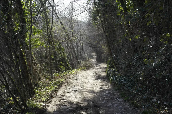 意大利特雷维索Cornuda的Mostaccin山上的道路 — 图库照片