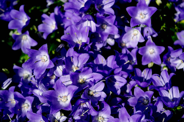 красивые цветы, цветочные концепции фона