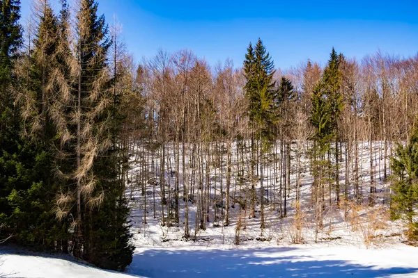 Karla kaplı ağaçlarla kaplı güzel kış manzarası