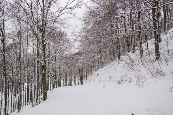 Forêt Hiver Dans Neige — Photo