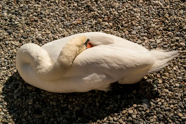 Cygne Blanc Sur Plage — Photo