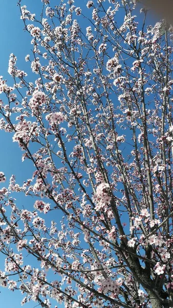 Mavi Gökyüzünün Arka Planında Güzel Bahar Çiçekleri — Stok fotoğraf