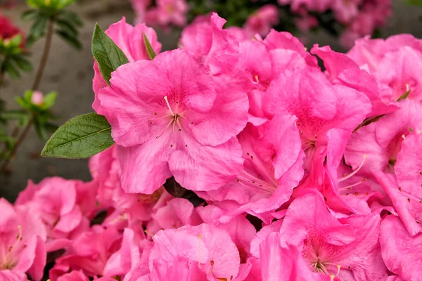 美丽绽放的粉红色花朵的特写镜头 — 图库照片