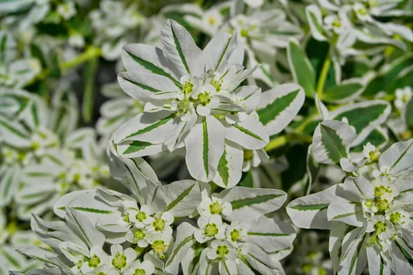 Hintergrund Mit Weißen Blumen — Stockfoto