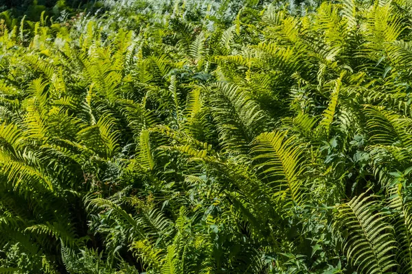 Folhas Verdes Uma Árvore Floresta — Fotografia de Stock