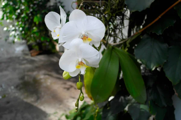 Красиві Білі Квіти Орхідей Саду — стокове фото