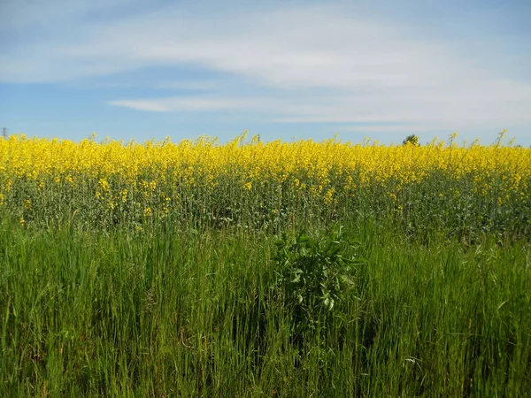 Campo Colza Giallo Fiore — Foto Stock