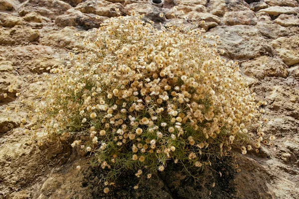 Fiori Secchi Gialli Tra Parete Rocciosa — Foto Stock