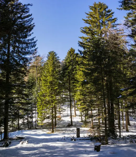 Paysage Hivernal Arbres Neige Forêt Arrière Plan Avec Ciel Bleu — Photo