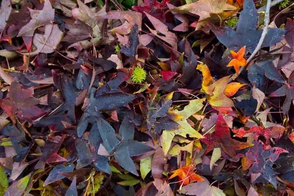 Фон Цветных Осенних Листьев — стоковое фото