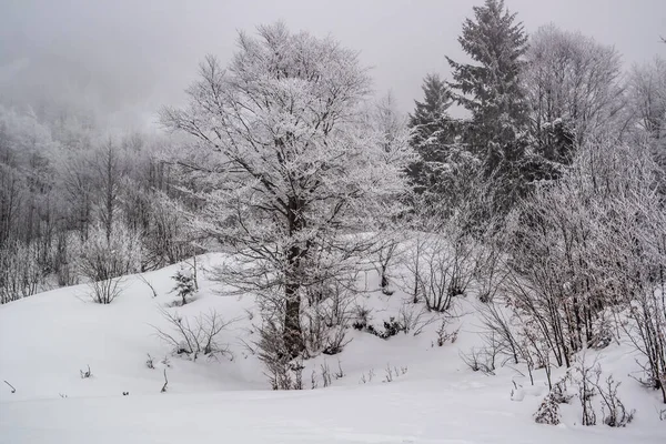 winter landscape with snow covered trees