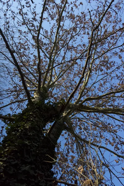 Trädet Bakgrund Blå Himmel Sommar — Stockfoto