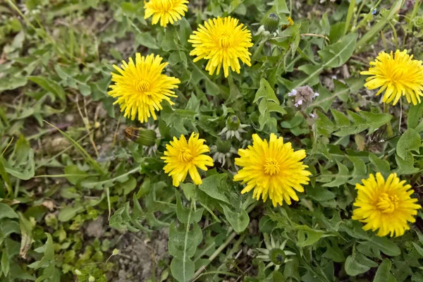 Żółte Kwiaty Mniszka Lekarskiego Wiosną — Zdjęcie stockowe
