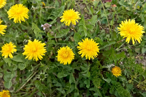 Żółte Kwiaty Mniszka Lekarskiego Wiosną — Zdjęcie stockowe