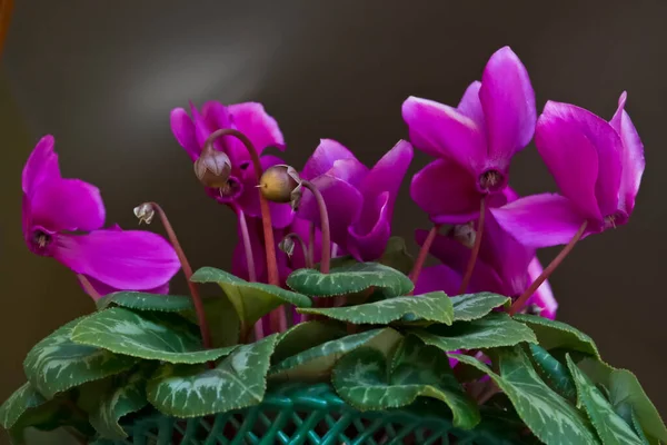 Fiori Ciclamino Una Pentola — Foto Stock