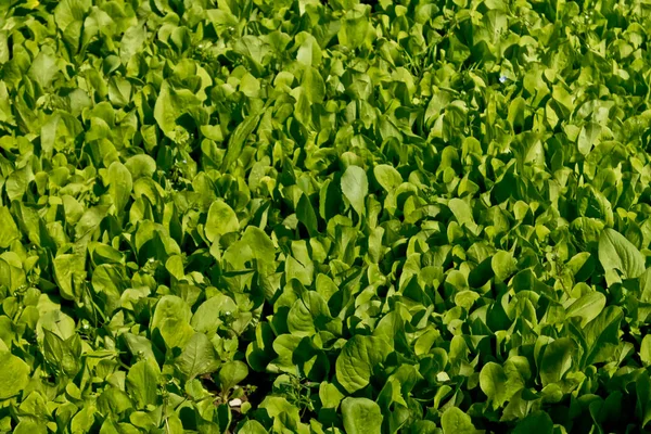 Grüne Salatblätter Garten — Stockfoto