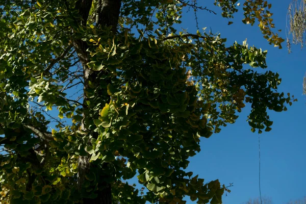 銀杏の木の詳細 — ストック写真