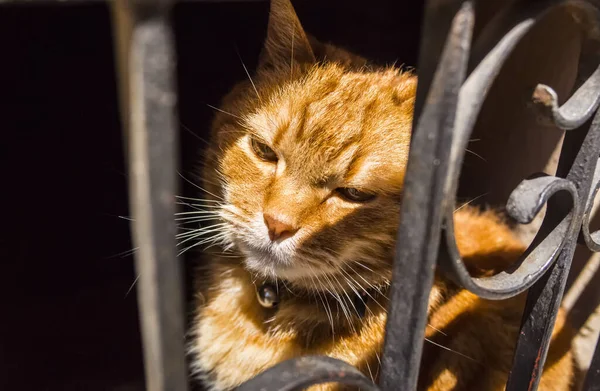Retrato Lindo Gato Rojo —  Fotos de Stock