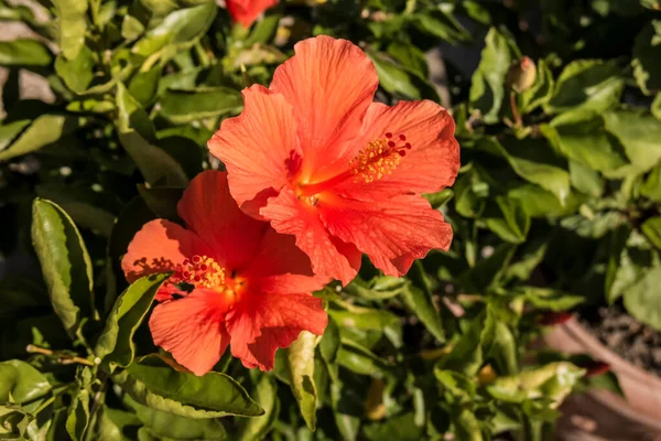 Belles Fleurs Poussant Dans Jardin Gros Plan — Photo
