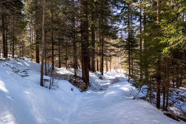 Beau Paysage Hivernal Avec Des Arbres Enneigés — Photo