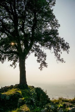 Tepenin arkasında arka ışıklandırmalı ağaç olan bir panorama