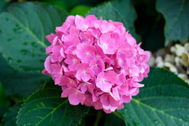 Yeşil yapraklı pembe ortanca çiçekleri