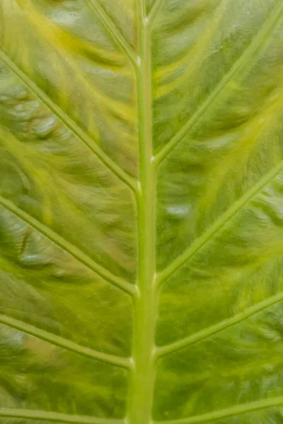 Πράσινο Φύλλο Υφή Φόντο Κοντινό Πλάνο — Φωτογραφία Αρχείου