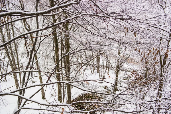 Arbres Dans Neige — Photo