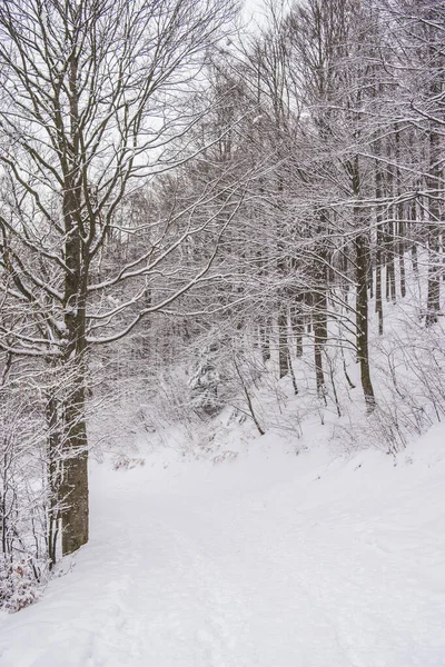 Winter Landscape Snow Covered Trees — Stock Photo, Image