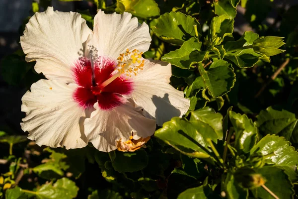 Belles Fleurs Poussant Dans Jardin Gros Plan — Photo