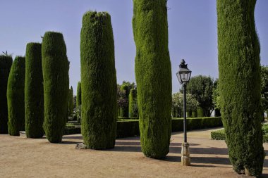 Cordoba, Endülüs 'teki Alcazar de los Reyes Cristianos bahçelerinin selvi çiçekleri.