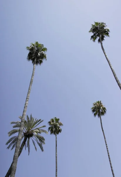 Palmiye Ağaçları Mavi Gökyüzü — Stok fotoğraf