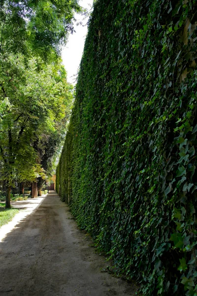 セビリアの本物のアルカサル庭園のツタの壁 スペイン — ストック写真
