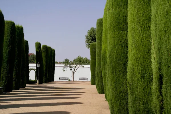 Cipressi Dei Giardini Dell Alcazar Cordova Andalusia — Foto Stock