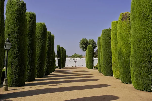 Avenue Jardin Alcazar Los Reyes Cristianos Cordoue Espagne Andalousie — Photo