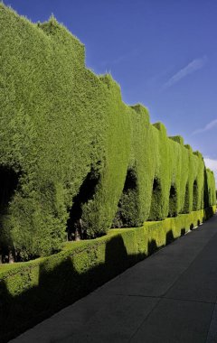 Yeşil ağaçların çiti