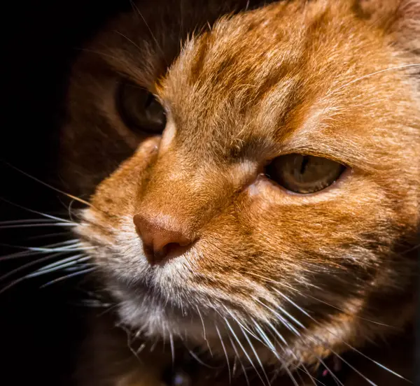 Primer Plano Retrato Gato Rojo —  Fotos de Stock