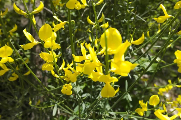 Güzel Açan Sarı Çiçekler — Stok fotoğraf
