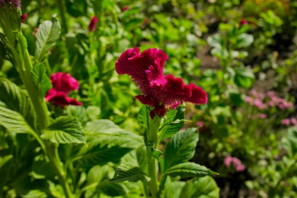 Belles Fleurs Rouges Fleurs Dans Jardin — Photo