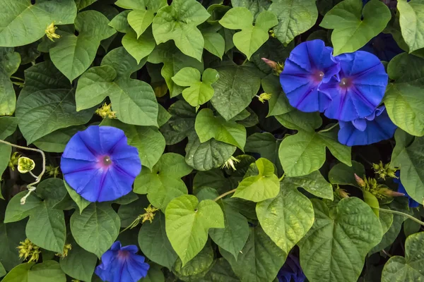 Квітковий Фон Фіолетовими Квітами — стокове фото