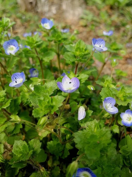 Virágos Háttér Kék Veronica Virágok — Stock Fotó