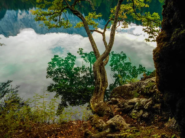 Прекрасний Вид Ліс — стокове фото