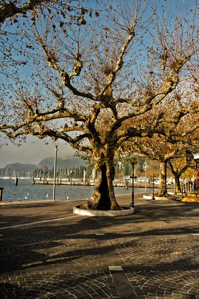 Träd Längs Gardasjön Verona Italien — Stockfoto