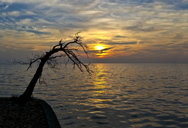 Δέντρο Στο Ηλιοβασίλεμα Στη Λίμνη Garda Βερόνα Ιταλία — Φωτογραφία Αρχείου