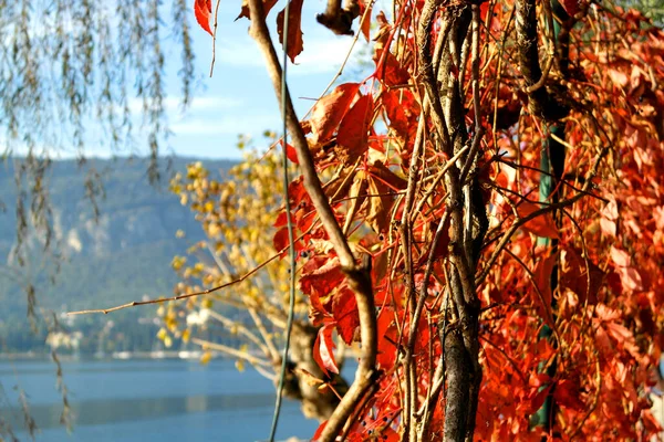 Листья Рядом Озером Гарда Верона Италия — стоковое фото