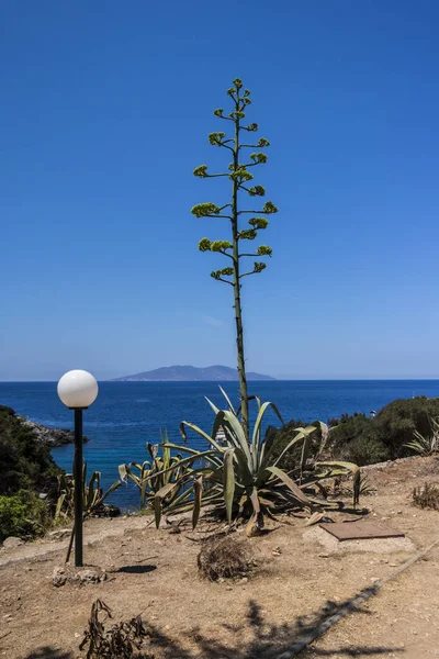 Agave Poste Luz Ilha Giannutri Toscana Itália — Fotografia de Stock