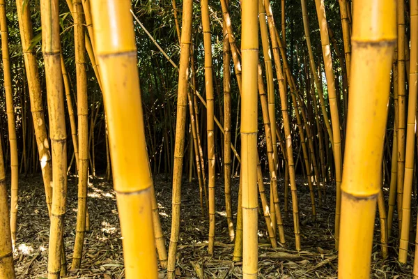 Background Yellow Bamboo Poles — Fotografia de Stock