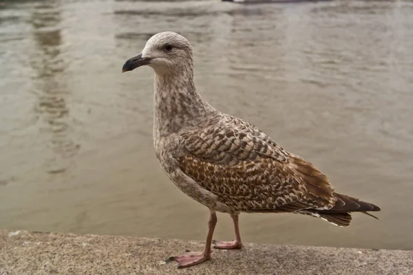 Thames Streaked Gull London — Stock Photo, Image