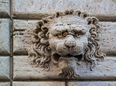 Aslan başı duvarda rahatlamış.