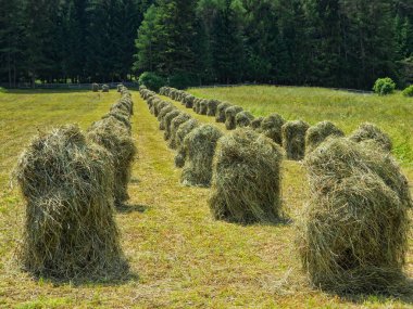 Tarladaki saman yığınları.